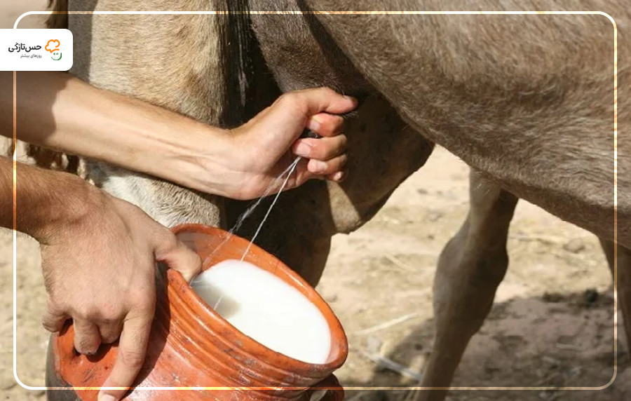 فواید شیر شتر