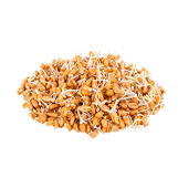 جوانه گندم