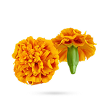 گل همیشه بهار