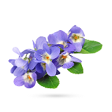 گل بنفشه