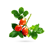 نسترن‌کوهی یا گیلدیک