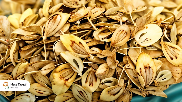گلپر_چیست_چه_فوایدی_دارد_3